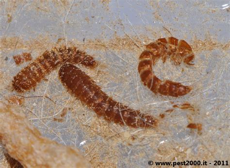 What Does Bed Bug Larvae Look Like at Hazel Katherine blog