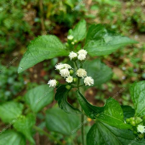 El bandotán Ageratum conyzoides es un tipo de maleza agrícola