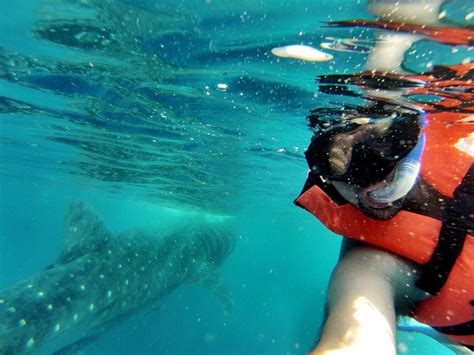 Swimming with Whale Sharks in Mexico | Whale shark, Swimming with whale ...