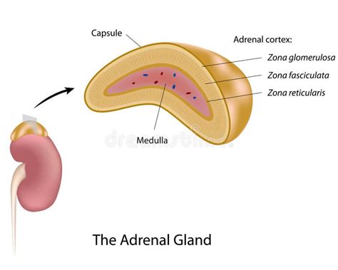 Adrenal Gland Hormone Secretion Stock Vector Illustration Of Care Adrenal 58867427