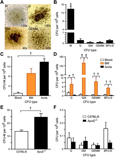 Generation Of Hematopoietic Colony Forming Units Cfus By Aortic Cells Download Scientific