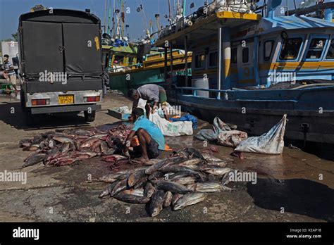 Mirissa Fishery Harbour Southern Province Sri Lanka Fishermen Gutting