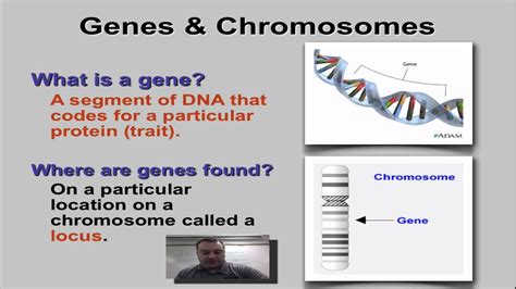 Chapter Part Genes Loci Youtube