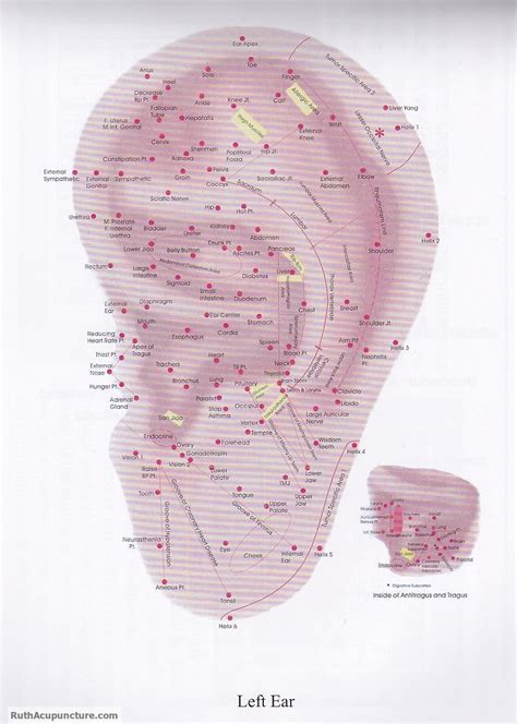 Eastern Acupuncture Natural Therapy What Is Auricular Medicine Therapy