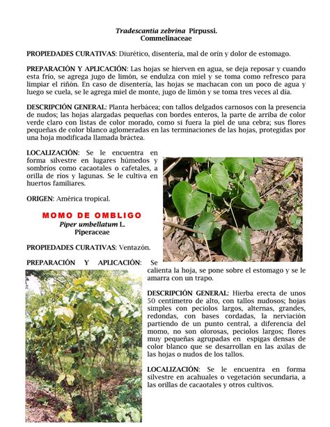 Plantas Medicinales De Tabasco By Alejandrocortes Issuu