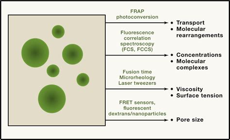 Considerations And Challenges In Studying Liquid Liquid Phase