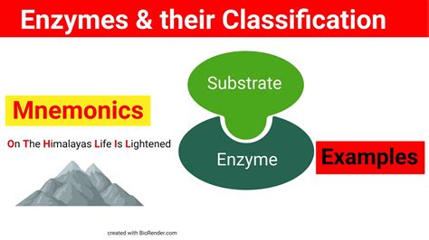 Enzymes And Their Classification With Mnemonics Biochemistry Youtube