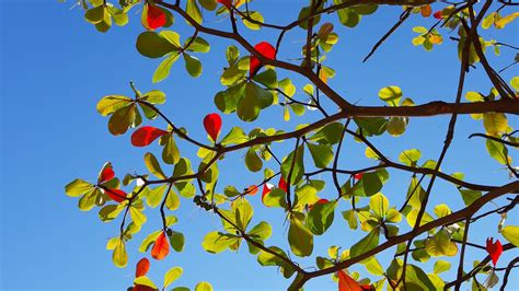 Red Green Leaves Tree Branches In Blue Sky Background 4k Hd Nature