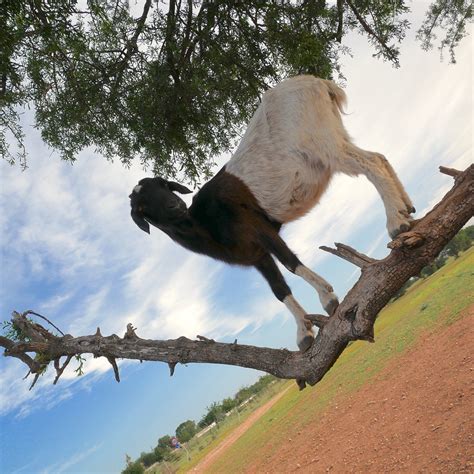 Goats On The Tree Agadir 2021