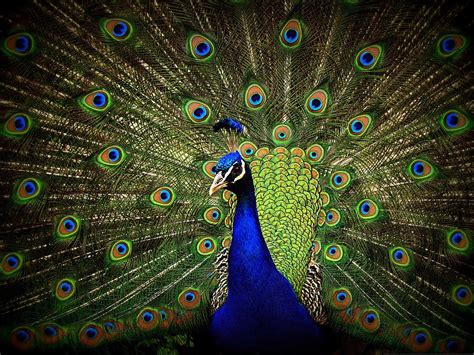 Poem Of The Day ‘i Saw A Peacock The New York Sun