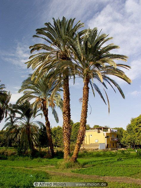 Date Palm Trees Picture Photo Elephantine Island Aswan Egypt Palm