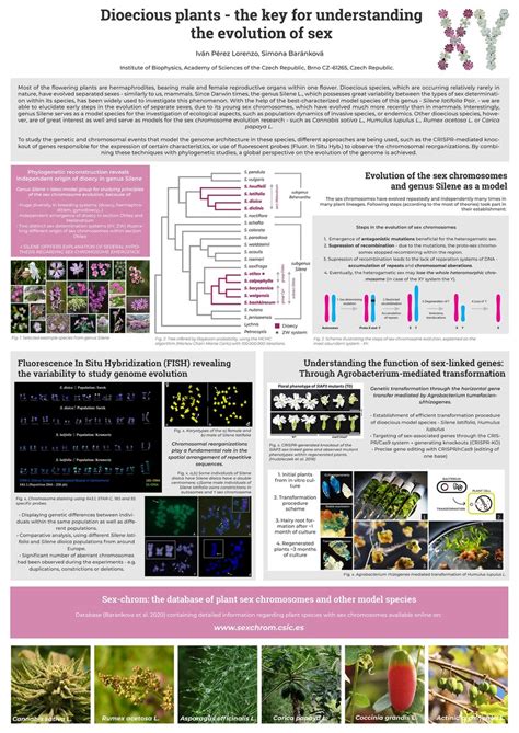 PDF Dioecious Plants The Key For Understanding The Evolution Of Sex