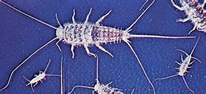 Firebrat | Description & Behavior | Britannica
