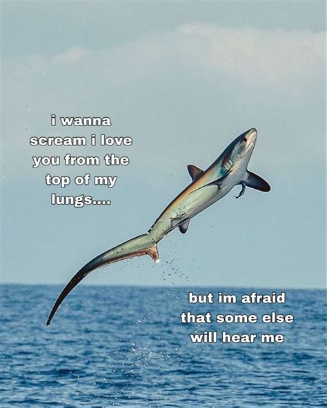 the (shipped) gold standard by fall out boy | Shark facts, Fishing ...