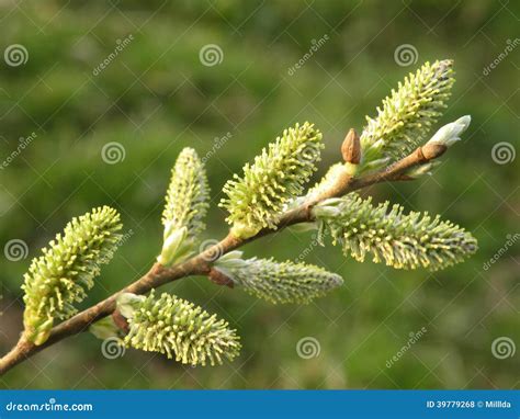 Pussy Willow Stock Photo Image Of Background Green 39779268