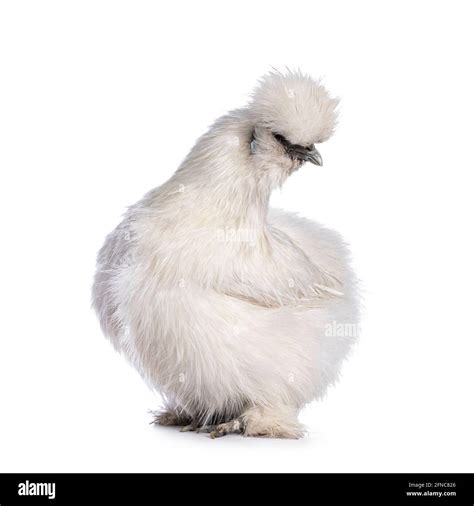 Lindo pollo blanco bantam Silkie esponjoso de pie de lado Cámara