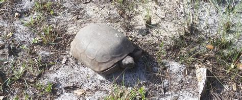 37 Gopher Tortoise Burrow Diagram Diagram Resource 2022