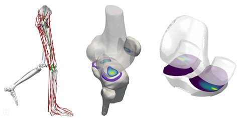 Computational Biomechanics – Laboratory for Movement Biomechanics | ETH Zurich