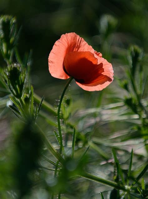 Mohn Blumen Pflanze Rote Kostenloses Foto Auf Pixabay