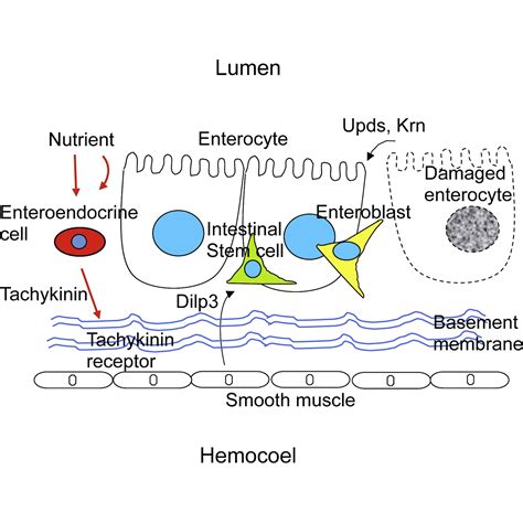 Enteroendocrine Cells Support Intestinal Stem Cell Mediated Homeostasis