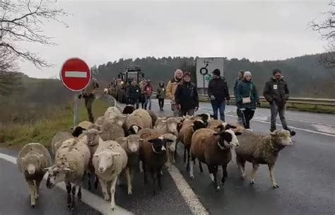 Moutons Tracteurs Une Action De La Conf D Ration Paysanne En Cours