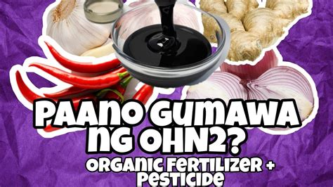 Bawang Sibuyas Luya At Sili Gawin Fertilizer Paano Gumawa Ng OHN2