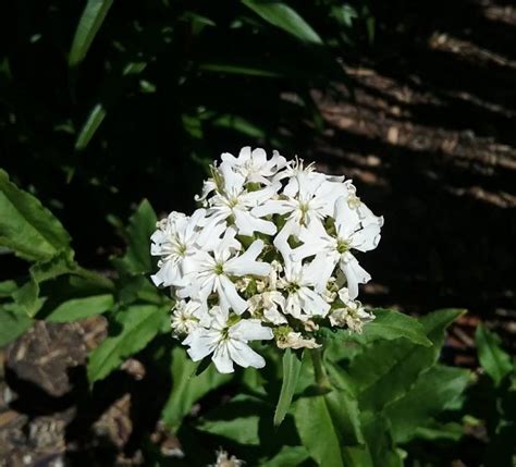 Lychnis chalcedonica white form 30 seeds – Trigg Plants