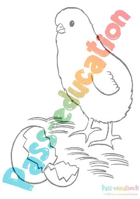 Coloriage Gratuit De Poussin T L Chargez Et Imprimez Des Dessins