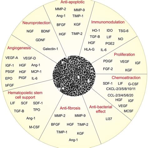 Mesenchymal Stem Cell Based Clinical Trial Diagram Download