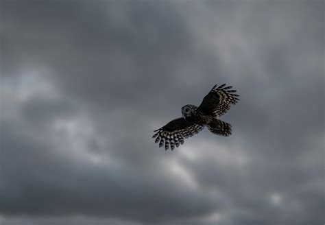 Owl Flying Photos, Download The BEST Free Owl Flying Stock Photos & HD ...