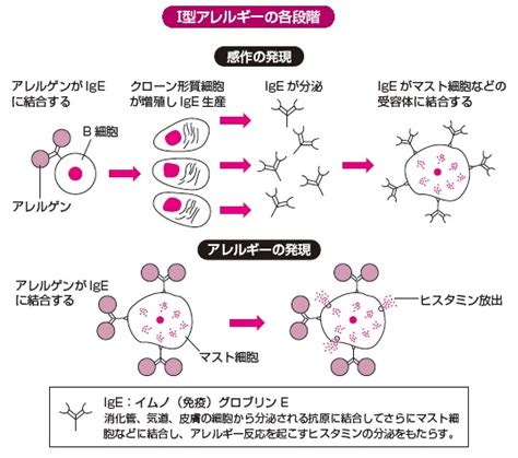 知っていましたか？アレルギーの4つの型｜ニュースイッチ By 日刊工業新聞社