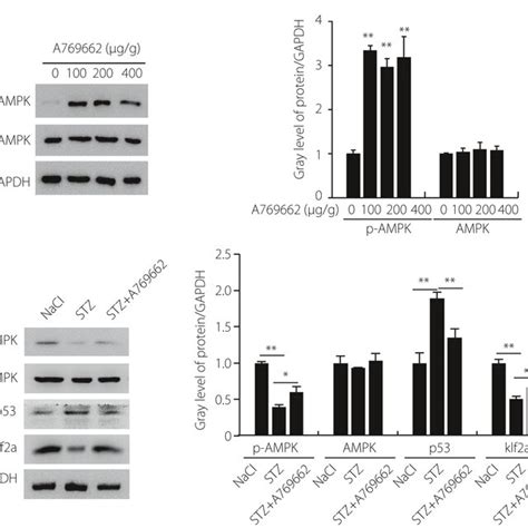 The Adenosine Monophosphateactivated Protein Kinase Ampk Pathway Was