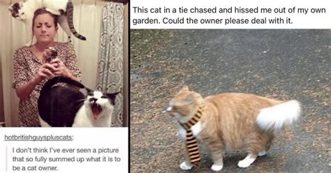 Purrfect Cat Memes For All The Grumpy Cats On Monday Morning June