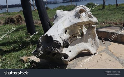 Skull Hippo Stock Photo 2187325661 | Shutterstock