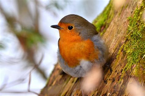 Pettirosso Foto Immagini Animali Uccelli Allo Stato Libero Animali