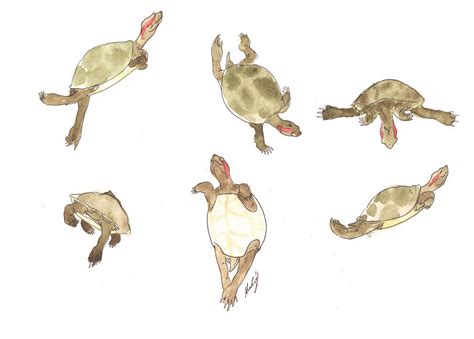 Turtle Dance By Tuulisusi On Deviantart