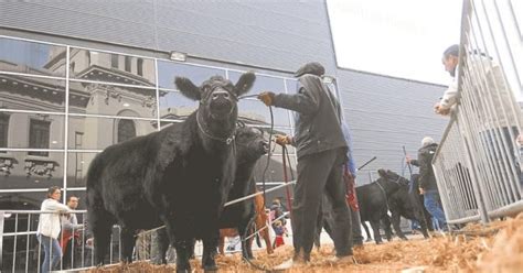 Noti Agro Noticias e Información del Agro y del Campo Argentino La