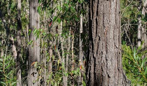 Karuah National Park | Learn more | NSW National Parks