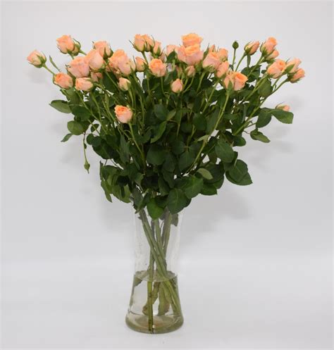 Naked Spray Roses Buy Online Or Call