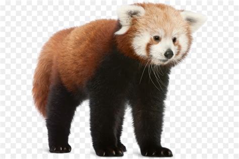 Red panda Giant panda Cheetah Cotswold Wildlife Park Bear - panda png ...