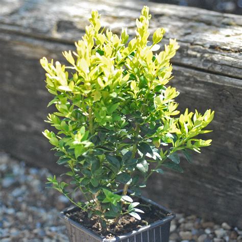 Box Plants For Hedging Evergreen Shrub 10 X Buxus Hedge Plants Hardy