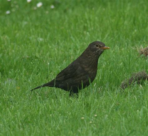 Ireland's Top 20 + Garden Birds - Irish Garden Birds