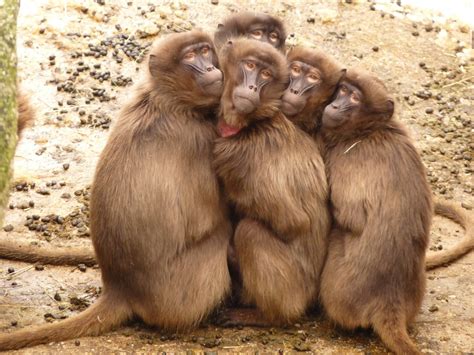 Banco de imagens fofa animais selvagens jardim zoológico mamífero