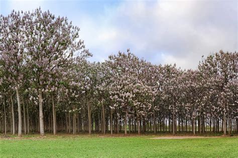 Le Paulownia Ou L Arbre Aux Multiples Usages D Couvrez Ces Fa Ons