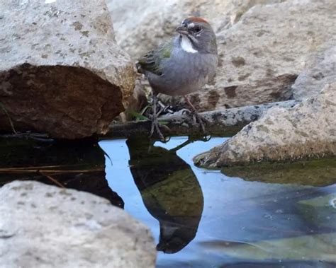 Green Tailed Towhee Facts Diet Habitat And Pictures On Animaliabio