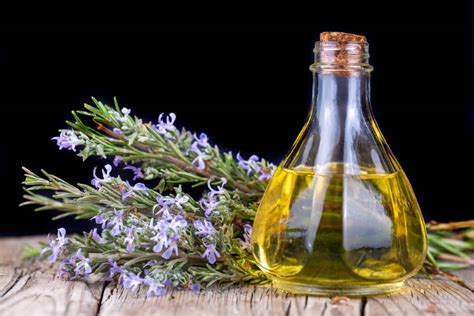 How to Use Rosemary Oil for Pest Control: DIY Homemade Recipe for Bug ...