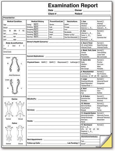 Pet Examination Report Smartpractice Veterinary