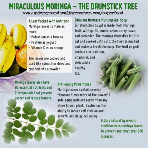 Growing, Harvesting, and Drying Moringa – Countdown to Mexico