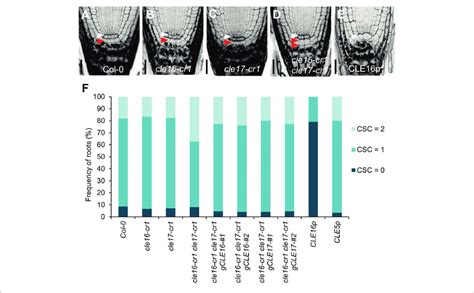 Cle1617 Promote Columella Stem Cell Csc Differentiation A E