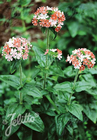 LYCHNIS chalcedonica | Flower seeds, Flowers perennials, Flower aesthetic